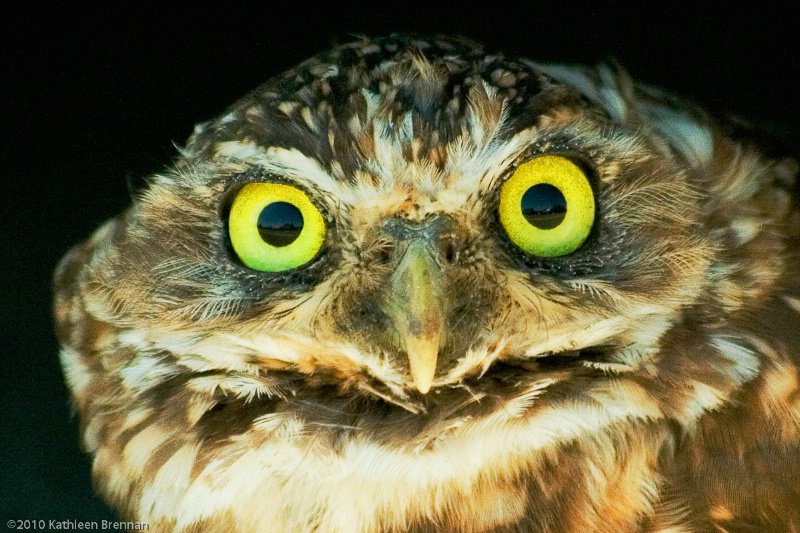 Owl